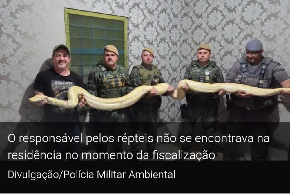 TRÊS PÍTONS E UMA JIBOIA SÃO RESGATADAS DE IMÓVEL EM TATUÍ